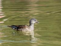 Mandarinente Weibchen